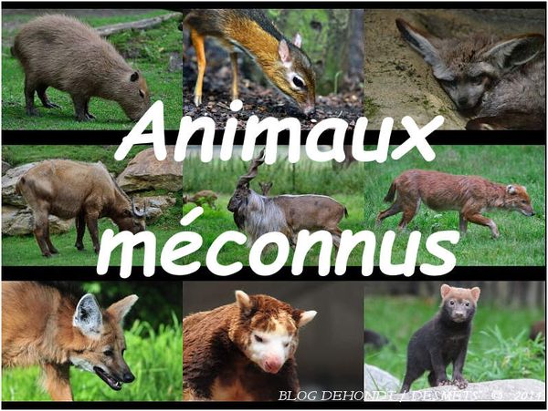 Animaux méconnus