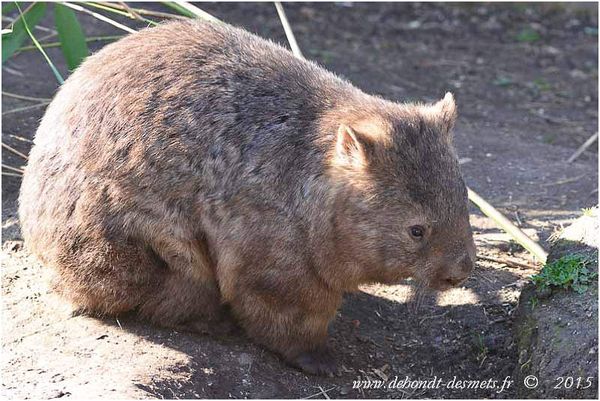 Wombat au Zoo de Planckendael, Belgique