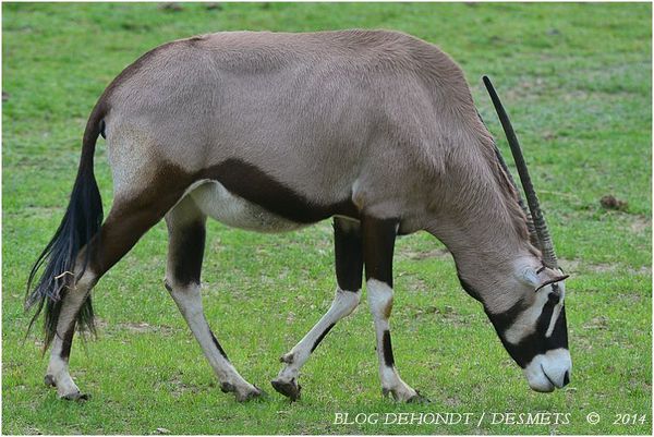 Gemsbok au Parc Zoologique de Lisieux, France