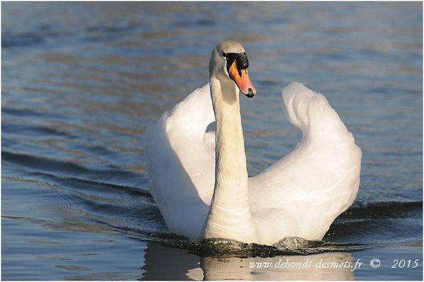 Le Symbolisme des Animaux