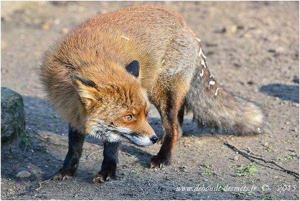 Le Symbolisme des Animaux