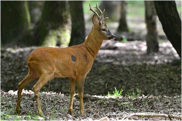 Le Symbolisme des Animaux