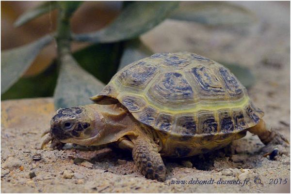 Le Symbolisme des Animaux