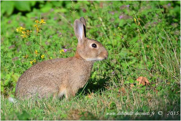 Le Symbolisme des Animaux