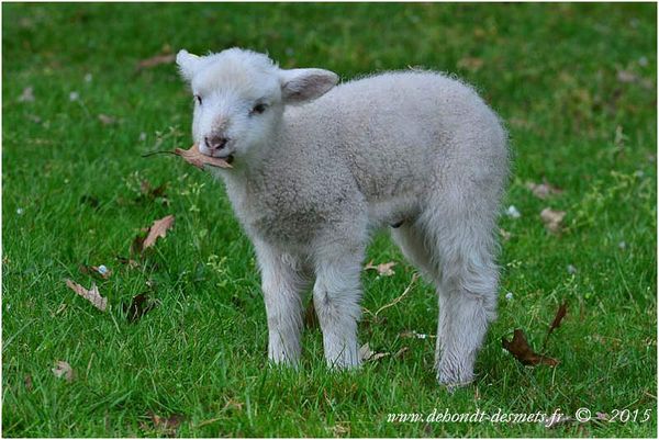 Le Symbolisme des Animaux