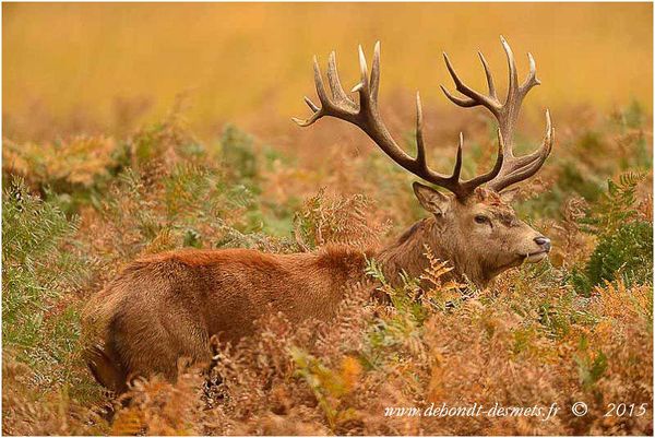 Le Symbolisme des Animaux