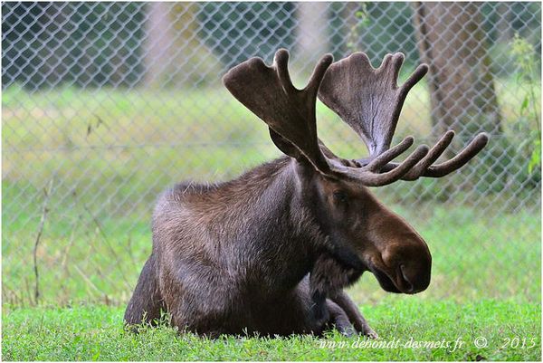 Le Symbolisme des Animaux