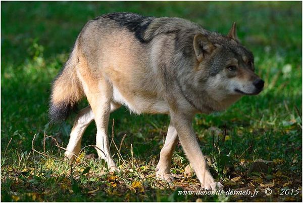 Le Symbolisme des Animaux
