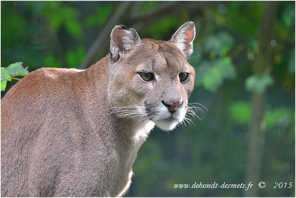 Le Symbolisme des Animaux