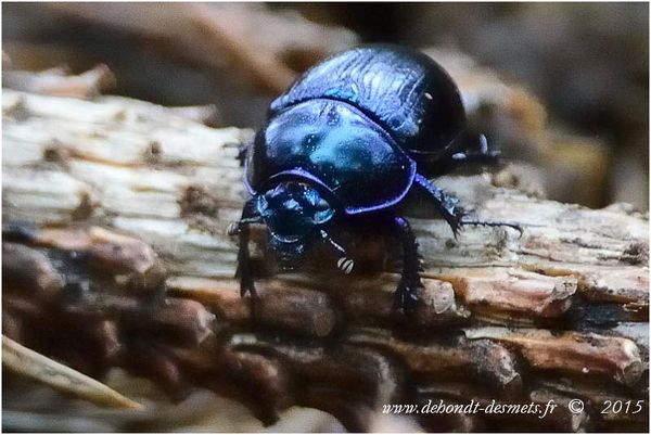 Le Symbolisme des Animaux