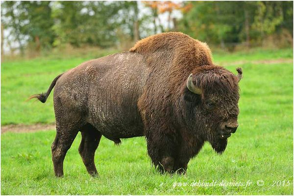 Le Symbolisme des Animaux
