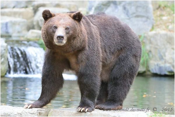 Le Symbolisme des Animaux