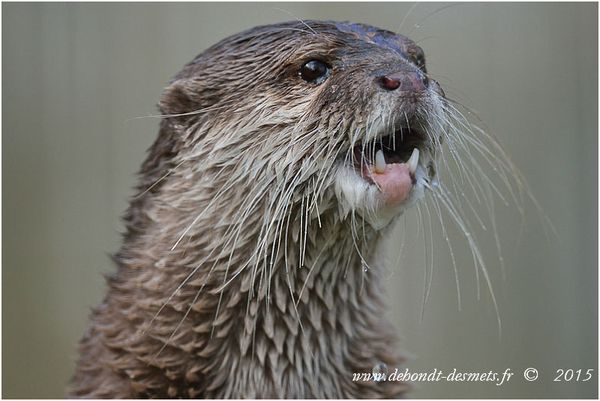 Le Symbolisme des Animaux