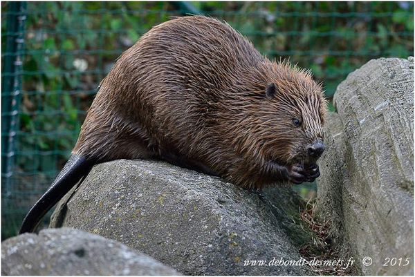 Le Symbolisme des Animaux