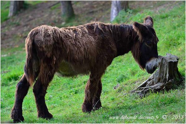 Le Symbolisme des Animaux