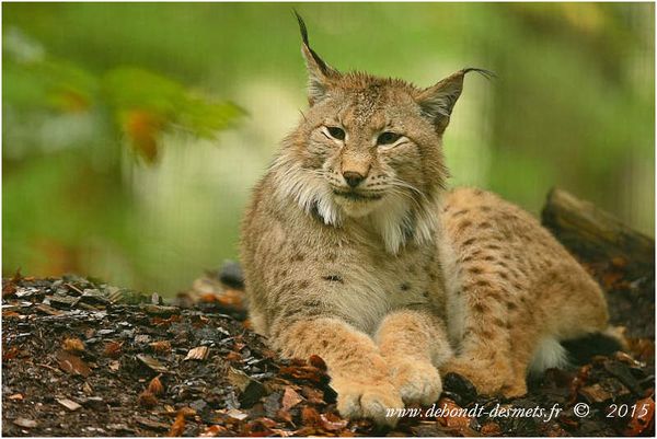Le Symbolisme des Animaux