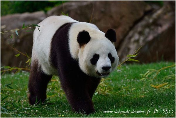 Le Symbolisme des Animaux