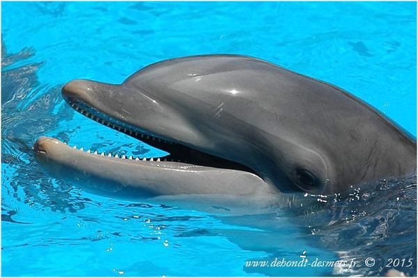 Le Symbolisme des Animaux