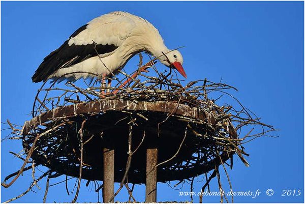 Le Symbolisme des Animaux