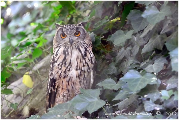 Le Symbolisme des Animaux