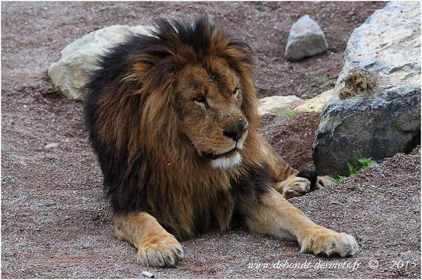 Le Symbolisme des Animaux