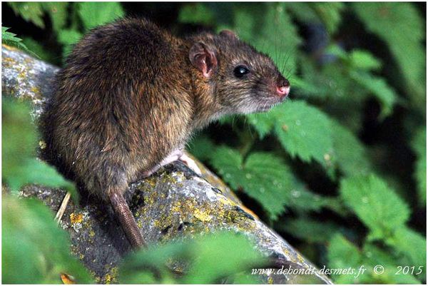 Le Symbolisme des Animaux