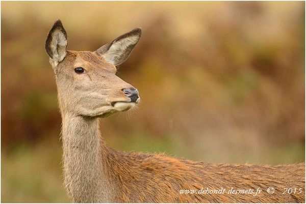 Le Symbolisme des Animaux