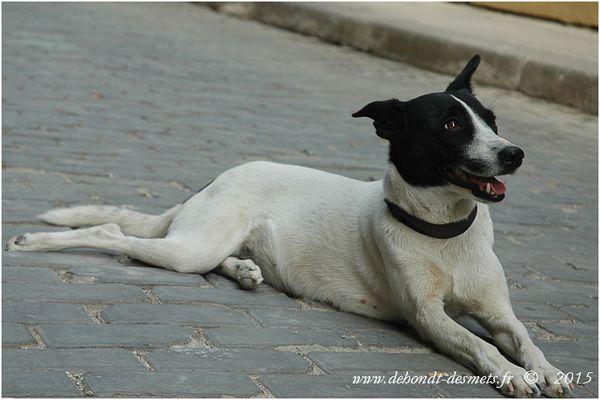 Le Symbolisme des Animaux