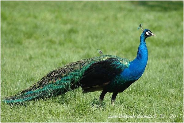 Le Symbolisme des Animaux