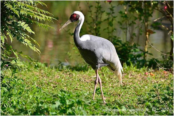 Le Symbolisme des Animaux