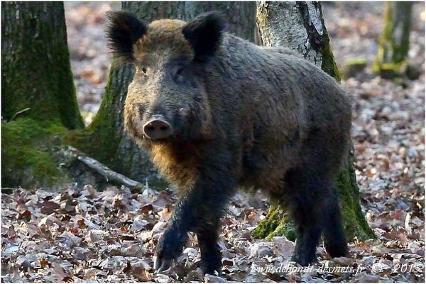 Le Symbolisme des Animaux