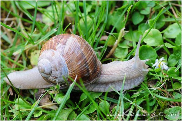 Le Symbolisme des Animaux