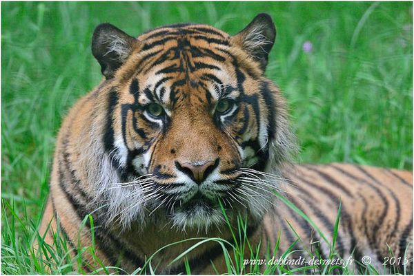 Le Symbolisme des Animaux