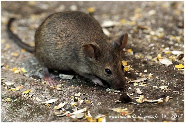 Le Symbolisme des Animaux