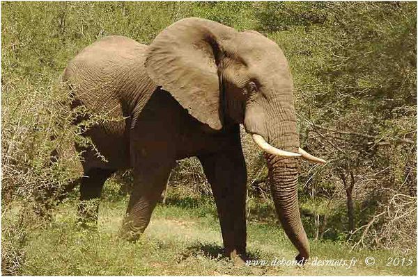 Le Symbolisme des Animaux