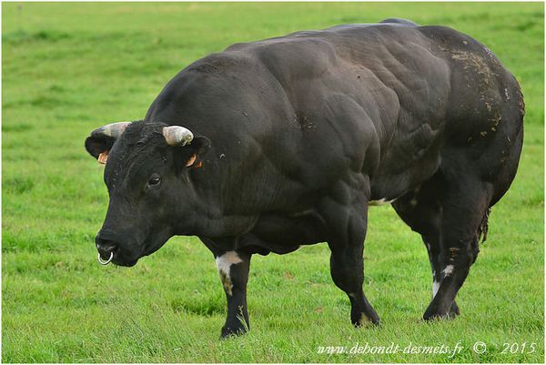Le Symbolisme des Animaux