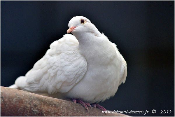 Le Symbolisme des Animaux