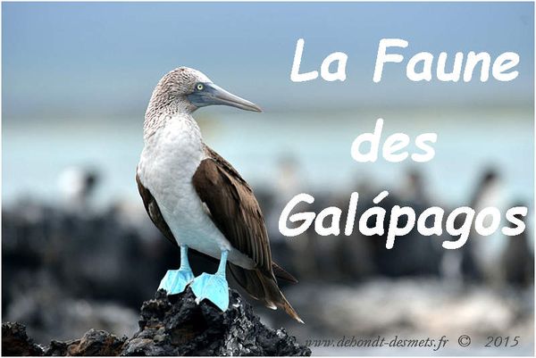 La Faune des îles Galápagos
