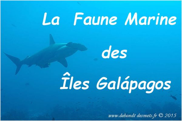 La Faune Marine des îles Galápagos