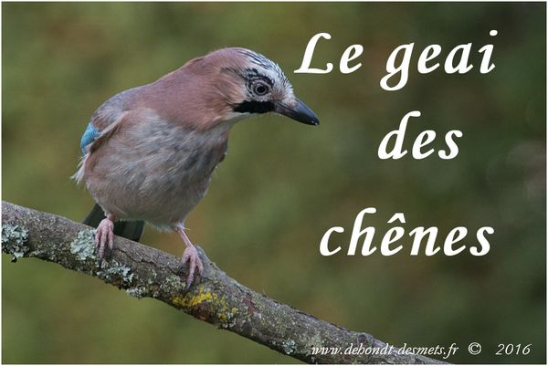 Les oiseaux de notre jardin : Le geai des chênes