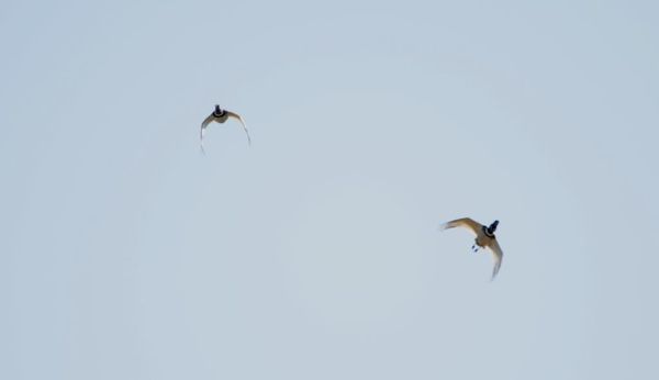 Outardes canepetières, poursuite de mâles.