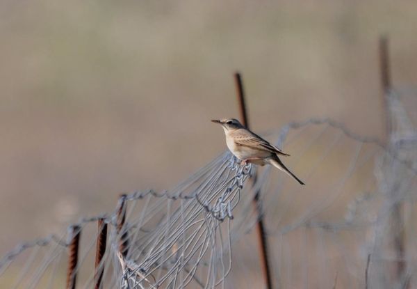 Pipit rousseline.