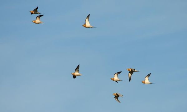 Groupe de gangas catas