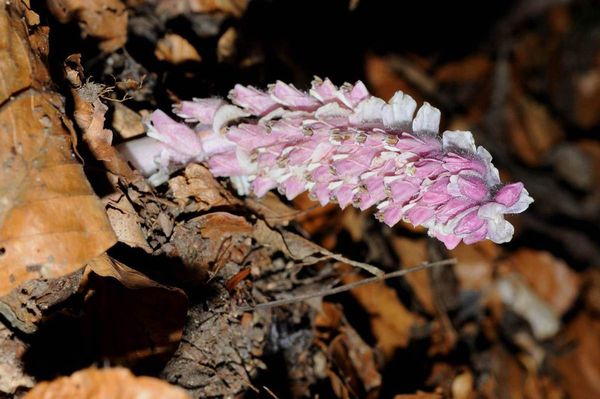 Lathrée écailleuse (Lathraea squamaria).