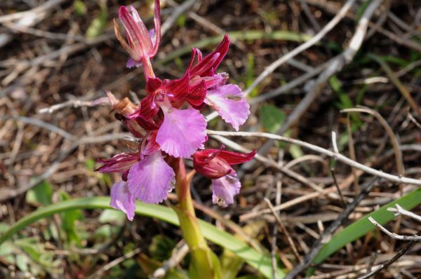 Orchis papillon