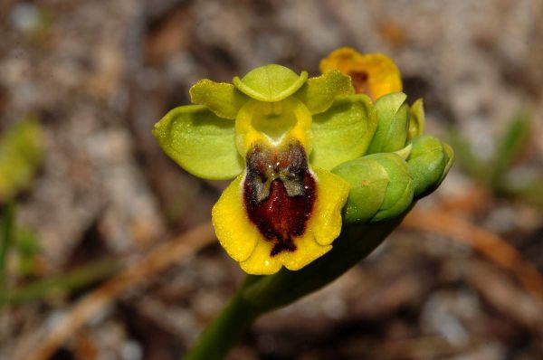 Ophrys corse