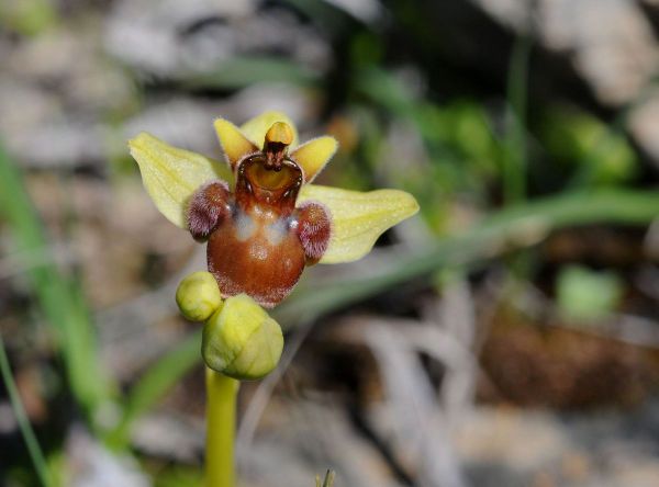Ophrys bombyx