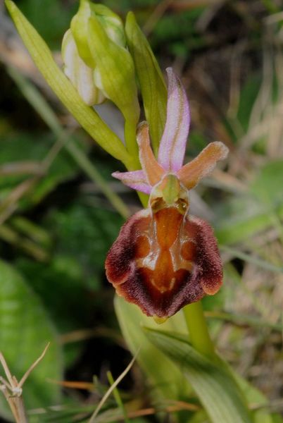 Ophrys de Moris