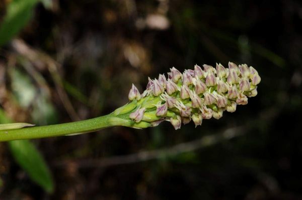 Orchis maculé