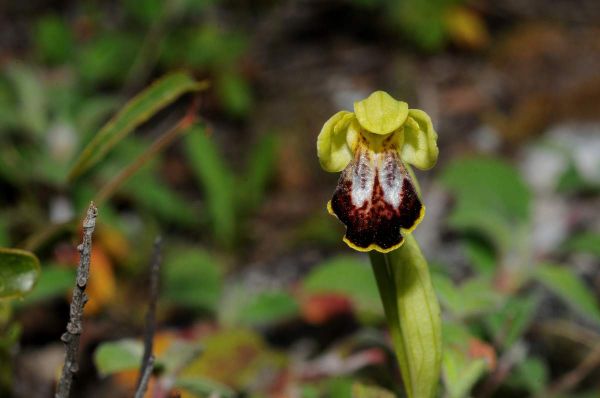 Ophrys marbrée